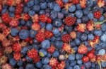 Are Phytochemicals Working for You? If Not You Will Soon Be on Drugs.