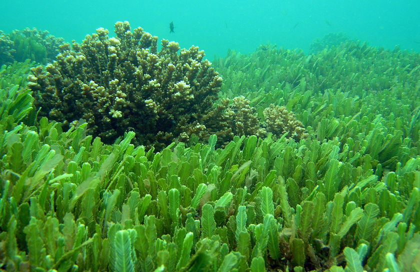 Chlorella Benefits What is it? and why is it good for me? Nutrient Rich