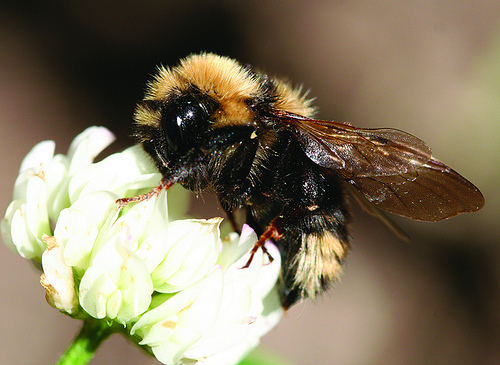 Bees are one of nature’s many pollinators for flowers and crops and are crucial in production for fruits and vegetables. USDA Photo by Forest Service.