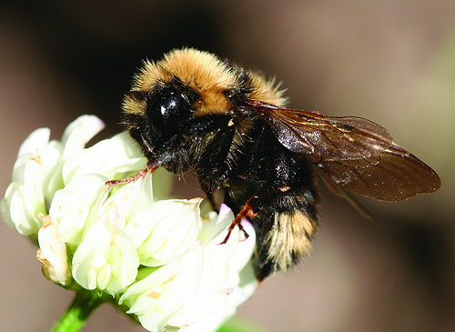 Bees are one of nature’s many pollinators for flowers and crops and are crucial in production for fruits and vegetables. USDA Photo by Forest Service. 